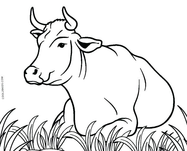 600x485 Cows Coloring Pages