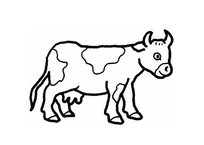 700x500 Baby Cow Coloring Page