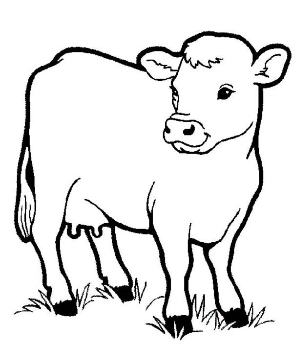 600x707 Cow Coloring Pages For Preschool Healthy Milch In Farm Animal Page