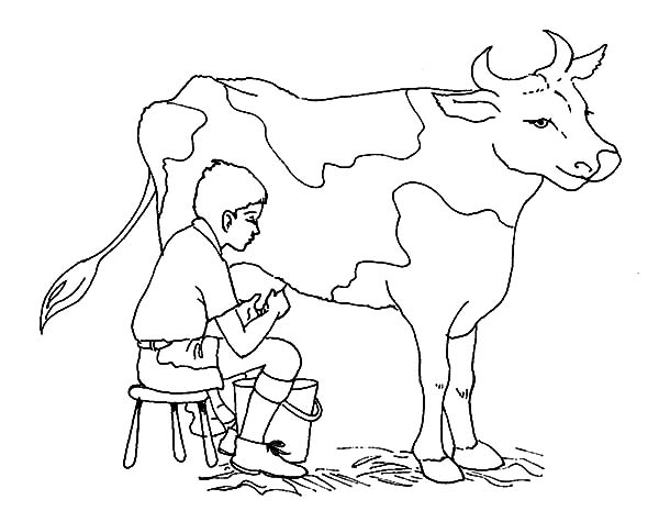 600x475 Jokes Of Milking Cow Coloring Pages Color Luna