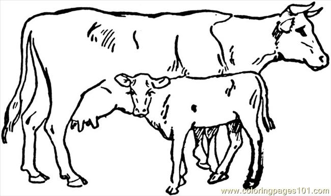 650x385 Cow Coloring Pages Free Cow Coloring Page Free Cow Coloring
