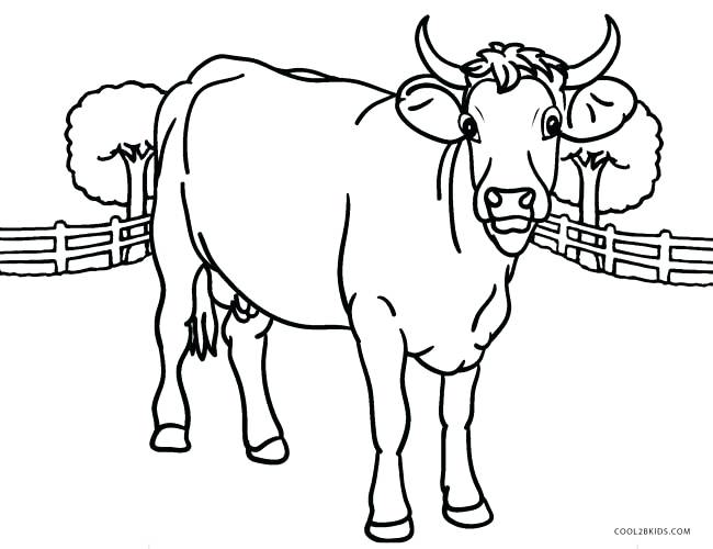 650x500 Cow Coloring Picture H Coloring Sheets Plus Baby Cow Coloring