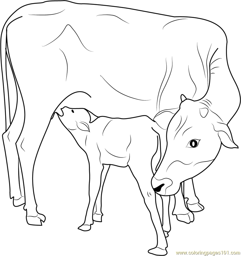 800x850 Indian Cow With Calf Coloring Page