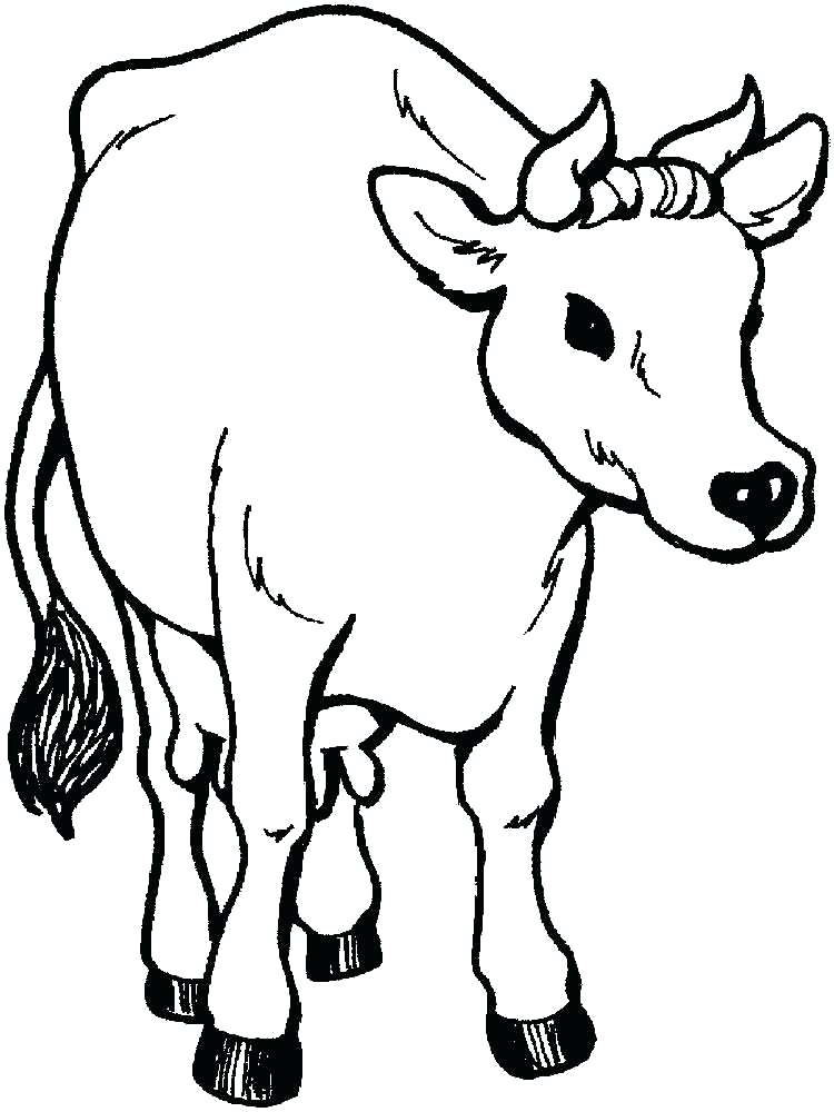 750x1000 Coloring Pages Cow