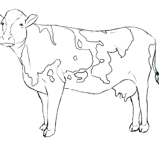 678x600 Cow For Coloring