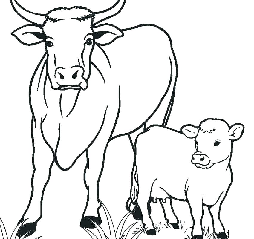 Cow Coloring Pages For Kids at GetDrawings | Free download