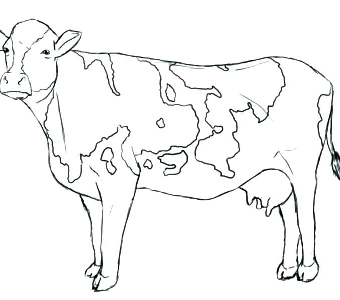 678x600 Cow Coloring Pages To Print Cow Coloring Page Coloring Pages