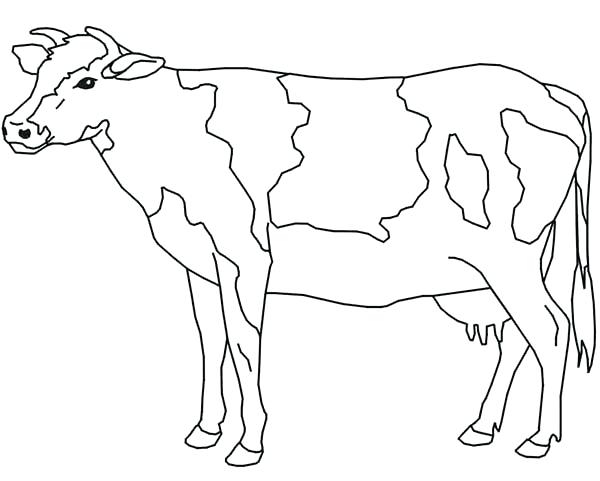 600x481 Cows Coloring Pages Cows In A Field Colouring Page Cows Coloring