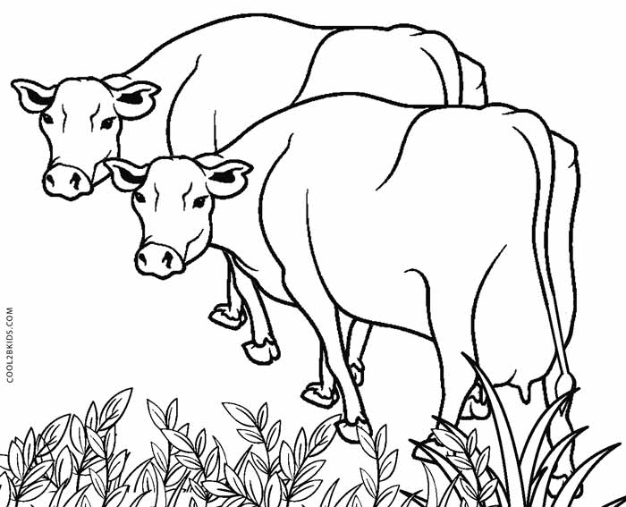 700x567 Free Printable Cow Coloring Pages For Kids