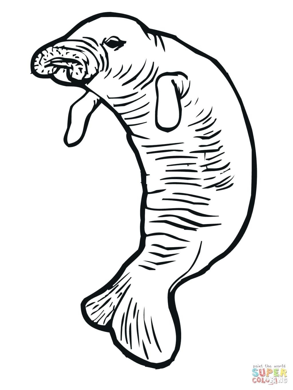 1024x1365 Coloring Pages Cow Coloring Pages Manatee Or Sea Page Free