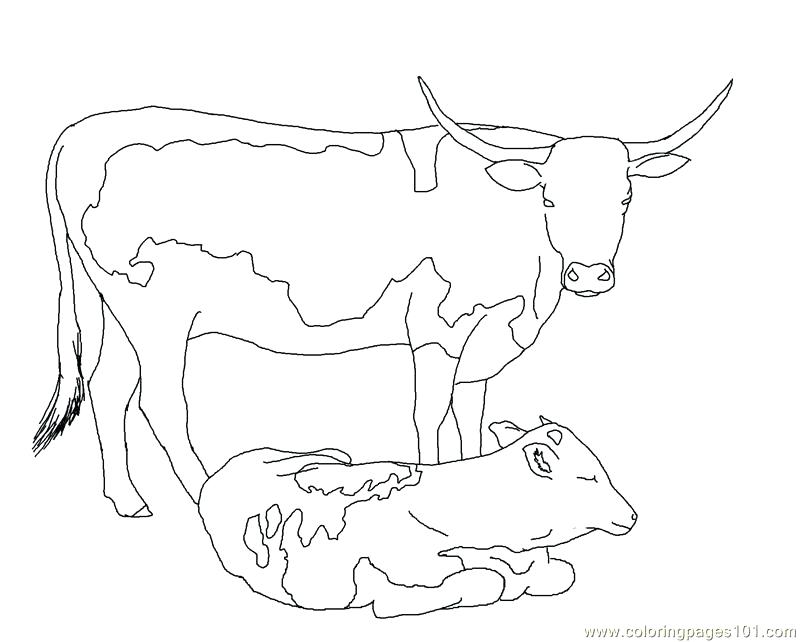 800x642 Coloring Page Cow Coloring Pages Of Baby Cows Coloring Page