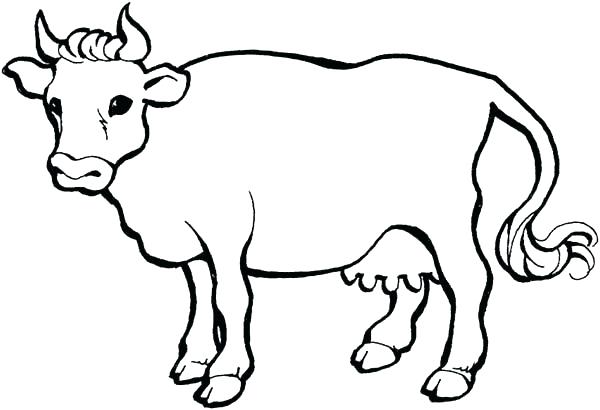600x410 Coloring Pages Cow Coloring Page Cow Cow And Calf Coloring Pages
