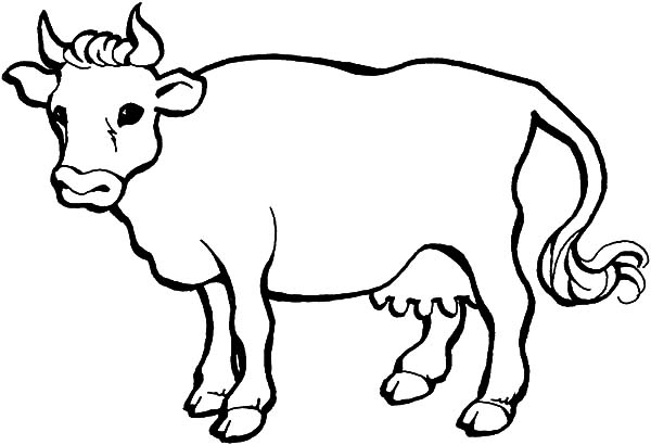 600x410 Drawn Cattle Coloring Page