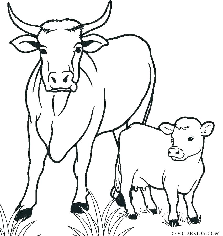 850x900 Cow Coloring Pages The Sun Flower Pages Cow Coloring Pages Photo