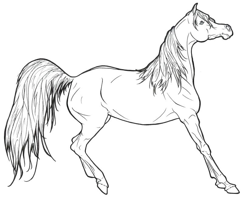800x653 Free Horse Coloring Pages