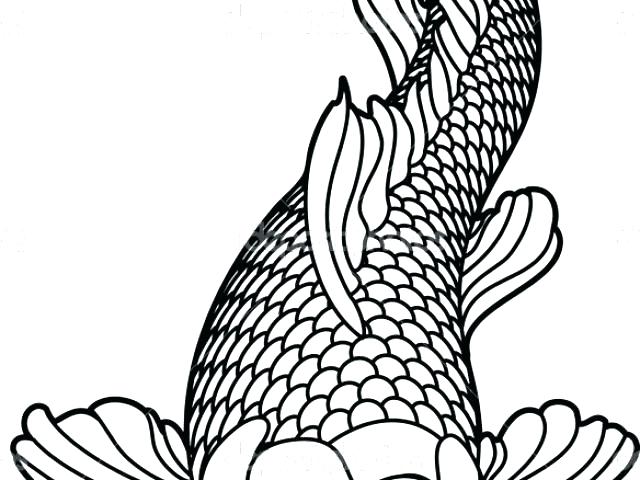 640x480 Koi Fish Outlines