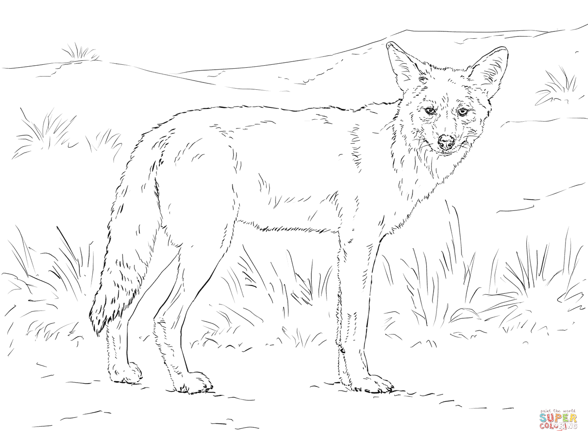1199x899 Coyote Coloring Page Free Printable Coloring Pages Coyote Coloring