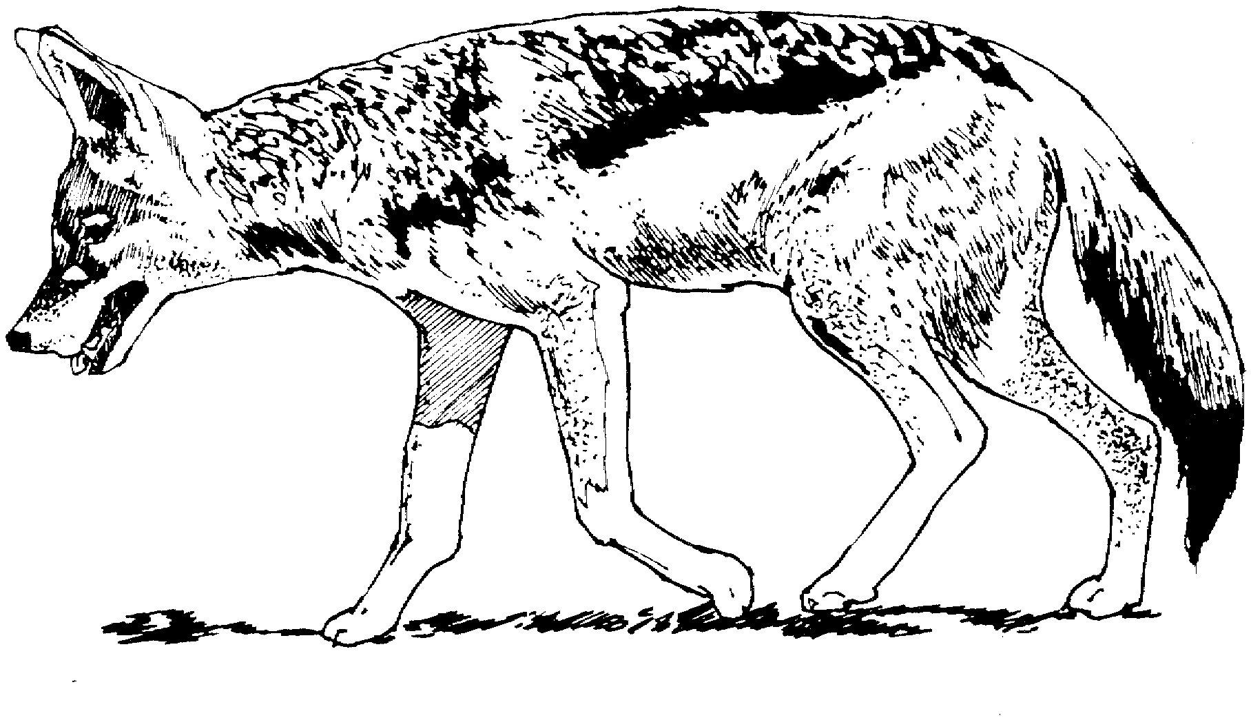 1816x1045 Great Coyote Coloring Page Animal Pages Coyote Coloring Page