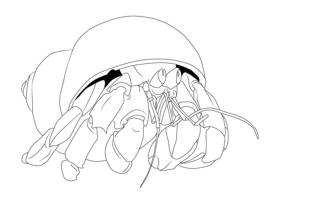 1200x800 Free Printable Hermit Crab Coloring Pages For Kids
