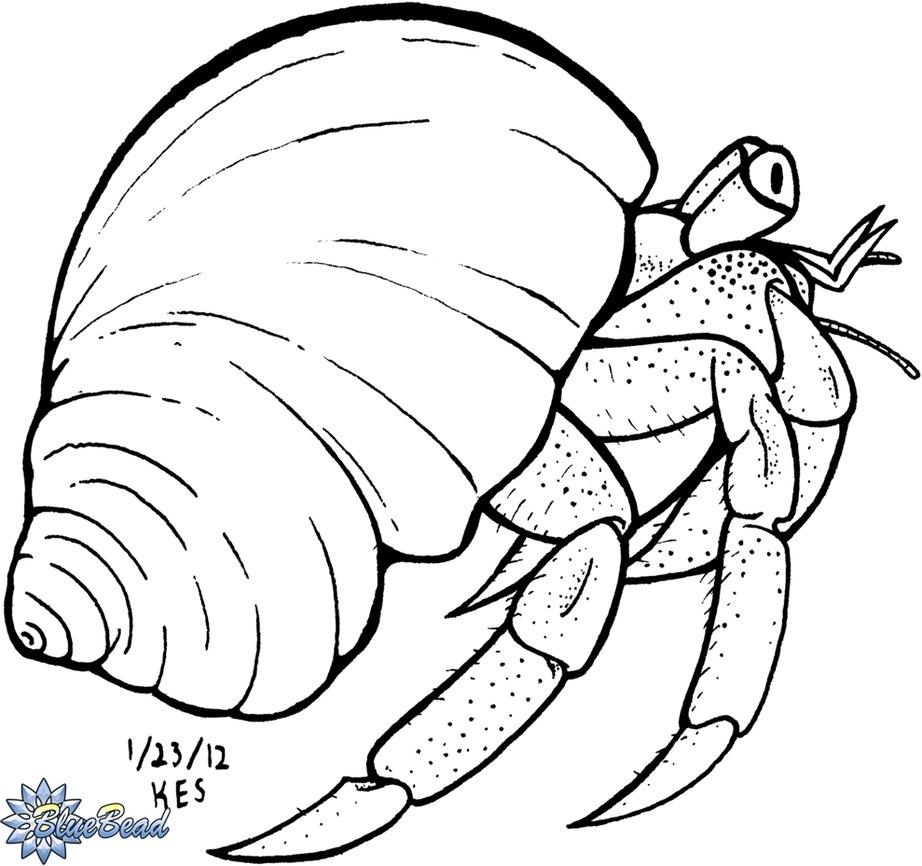 922x866 Imagination Coloring Pages Of Crabs Hermit Crab Drawing