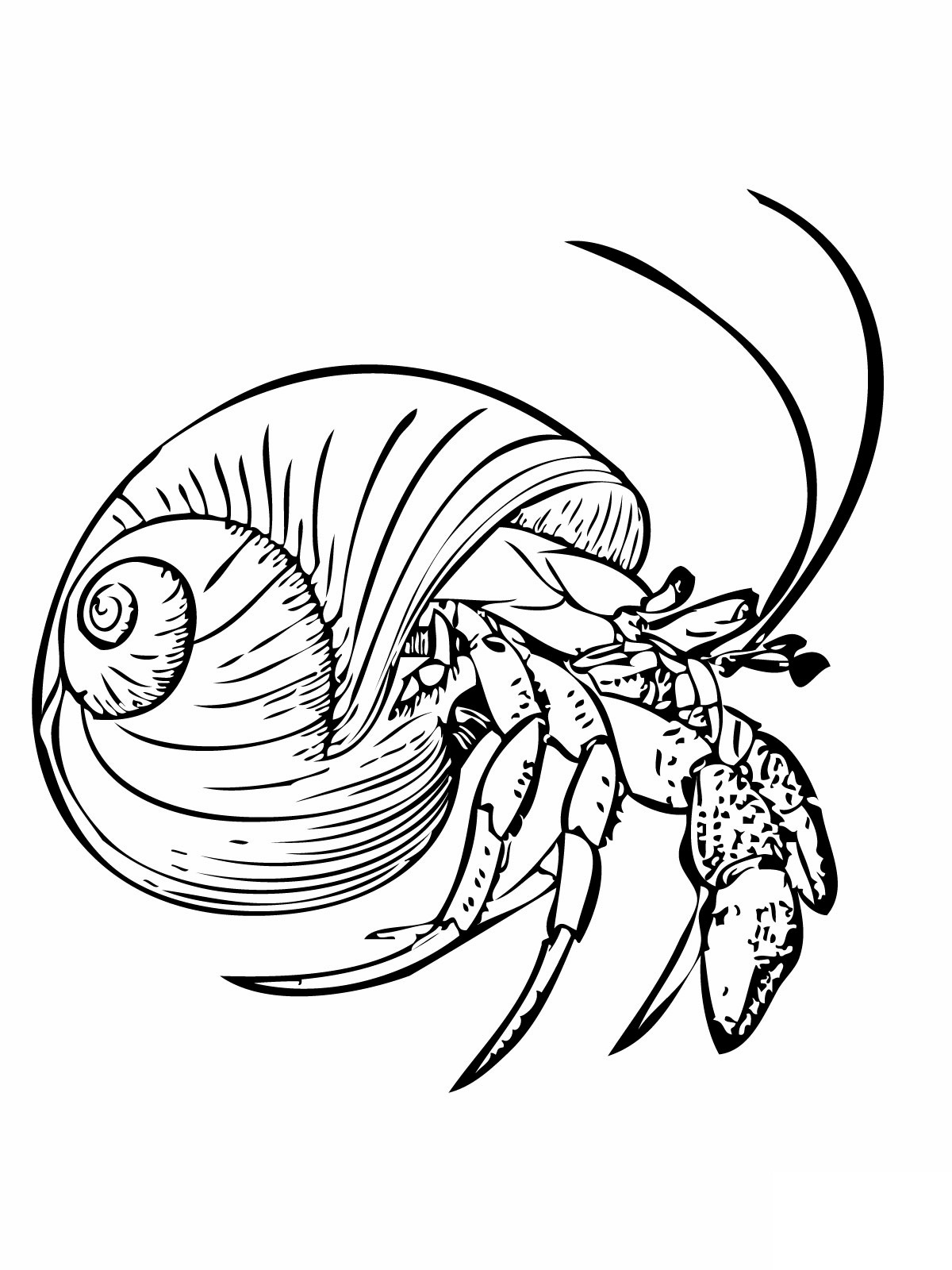 1200x1600 New Hermit Crab Coloring Page Free Printable P