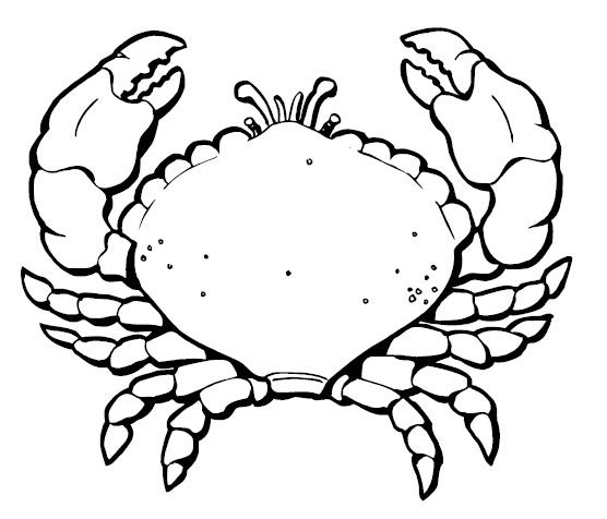 556x476 Summer Coloring Page