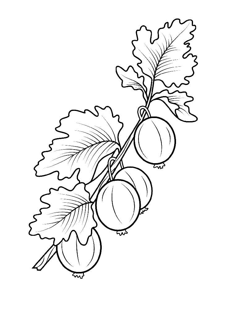 750x1000 Gooseberry Coloring Pages Download And Print Gooseberry Coloring