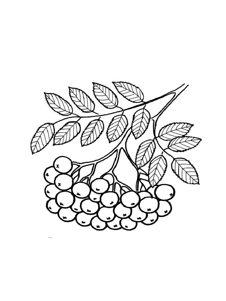750x1000 Rowan Coloring Pages Download And Print Rowan Coloring Pages