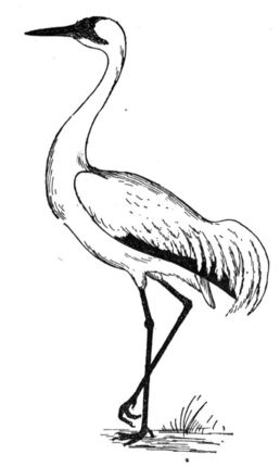 258x430 Click To See Printable Version Of Crane Coloring Page Templates
