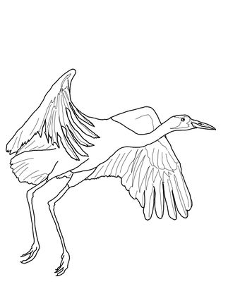 323x430 Click To See Printable Version Of Whooping Crane Fly Coloring Page