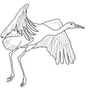 308x308 Pictures Of Cranes Coloring Pages