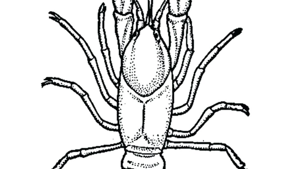 960x544 Crawfish Coloring Page Coloring Page Cartoon Realistic For Toddler