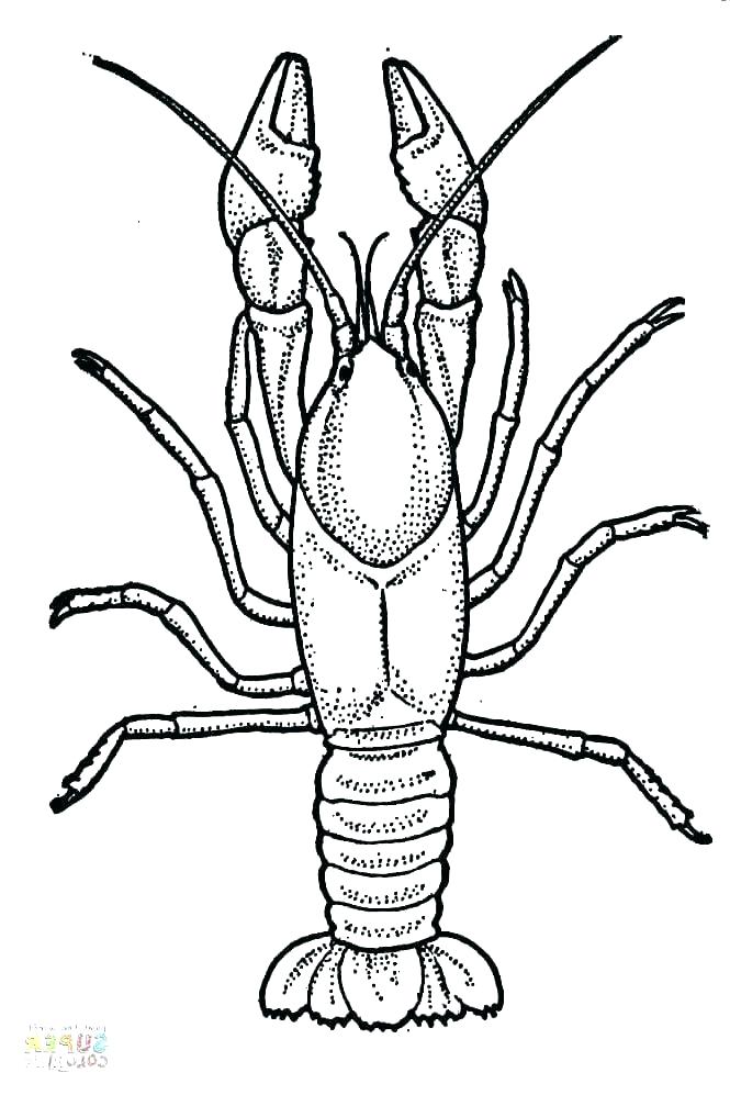 665x997 Crayfish Coloring Page Crayfish Coloring Page Free Printable Pages