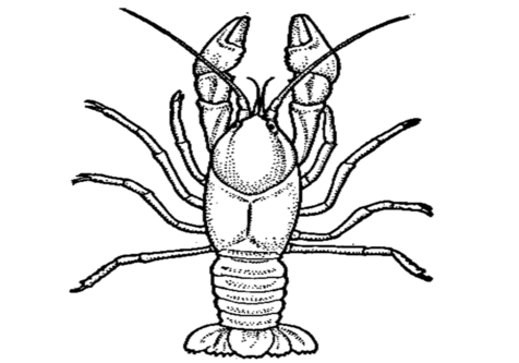 476x333 Crayfish Coloring Sheets Page Image Clipart Images
