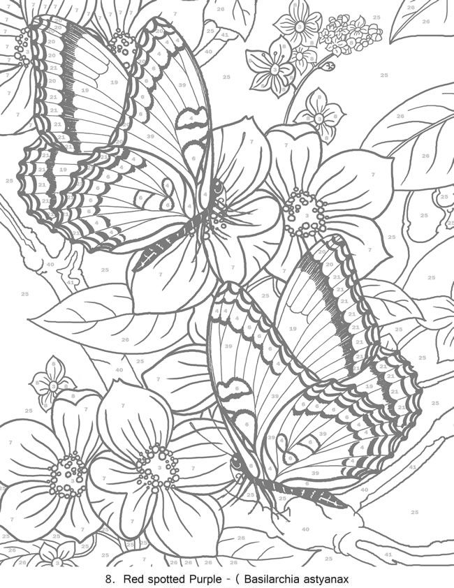 650x842 Creative Haven Butterflies Color