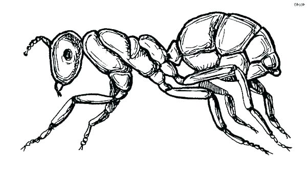 600x338 Sloth Coloring Page Endangered Species Sloth Coloring Page Sid