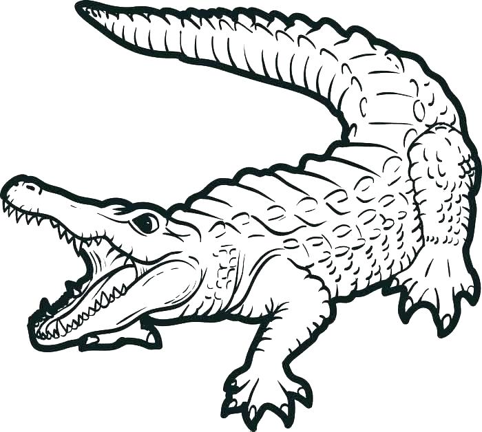 700x628 Crocodile Coloring Page Crocodile Coloring Page Crocodile Coloring