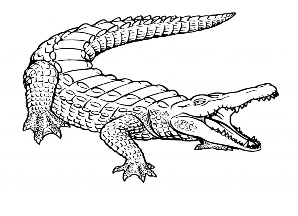 1024x745 Crocodile Coloring Pages For Toodler Page Printable Download
