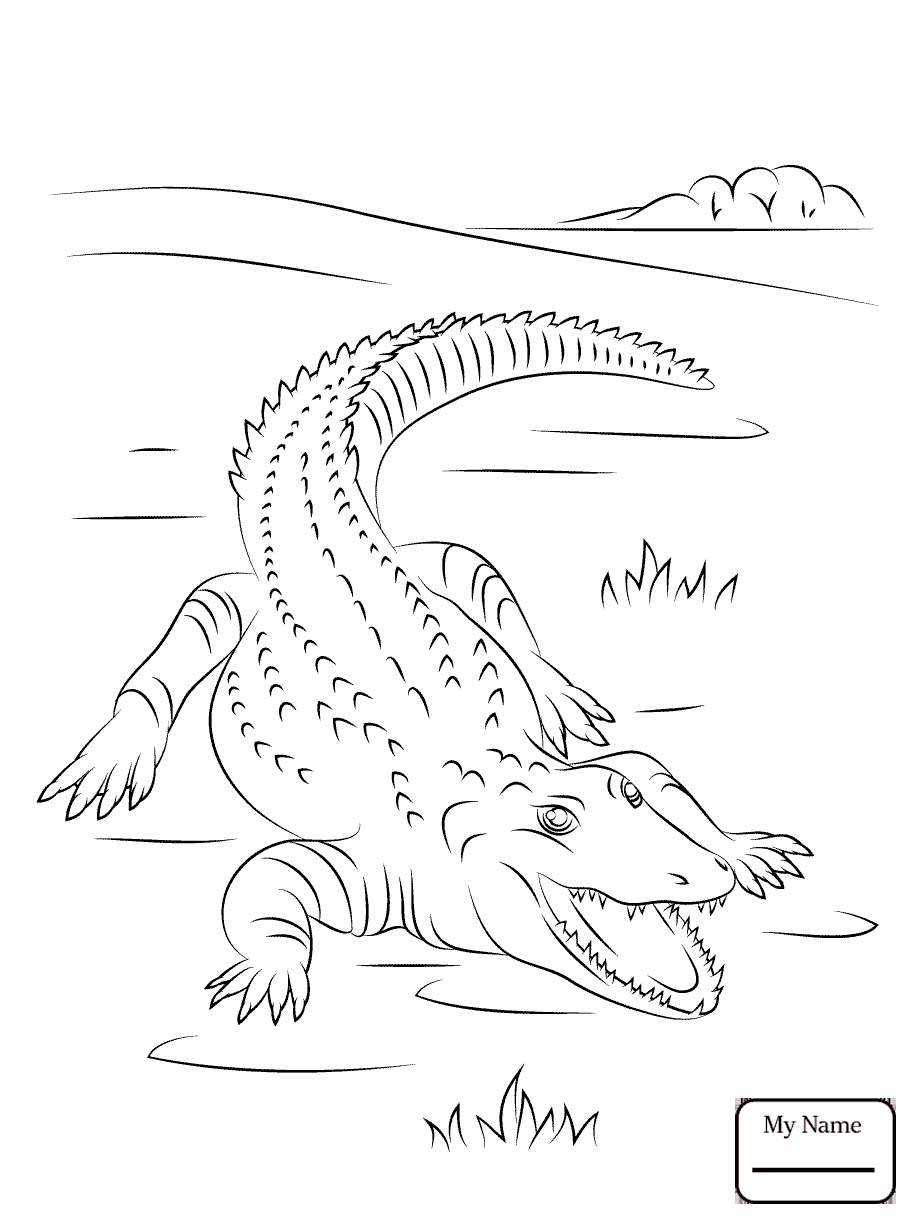 913x1224 Crocodile Colorings With Croc Coloring Pages General Enormous