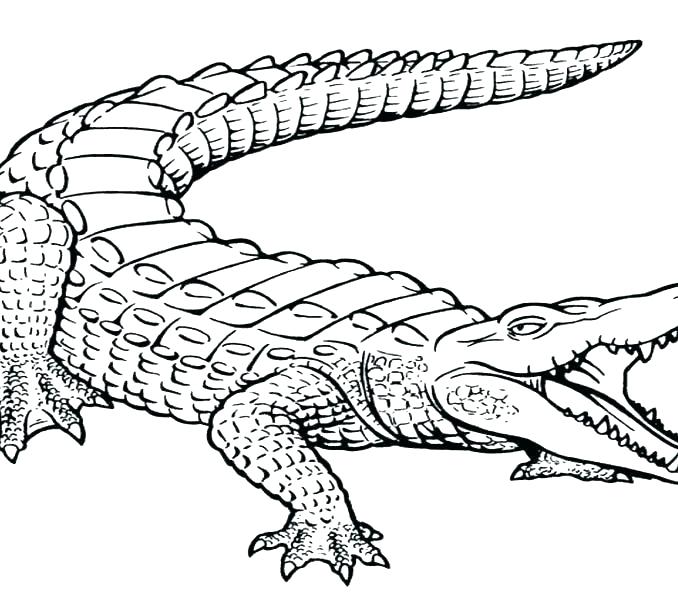678x600 Realistic Crocodile Coloring Pages Free Printable For Kids