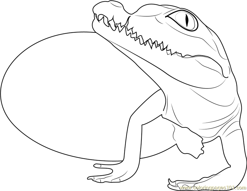 800x621 Baby Crocodile Hatchling Coloring Page