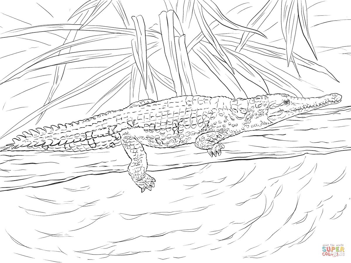 1200x900 Drawn Crocodile Coloring Page