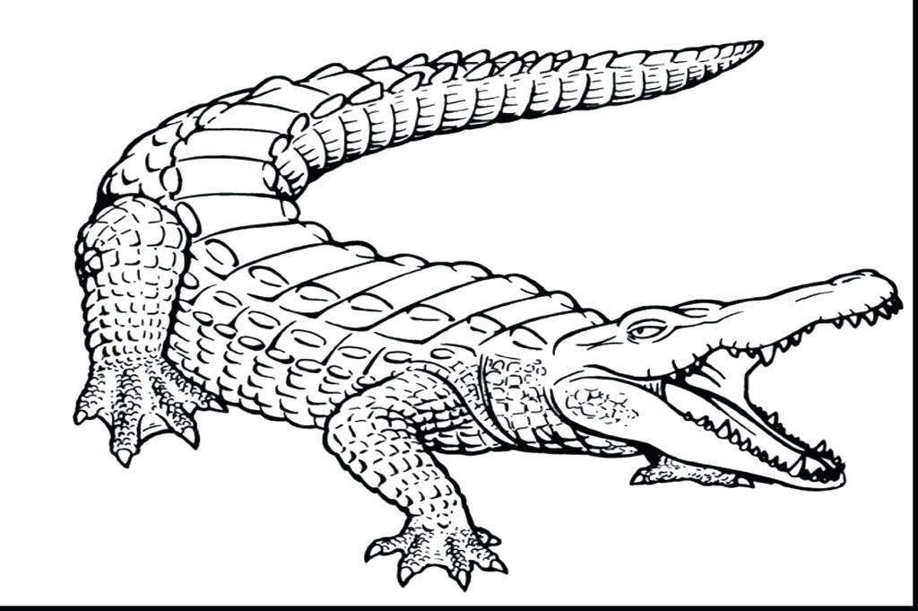 1024x681 Crocodile Color Pages Alligator Coloring Pages For Kids Animals