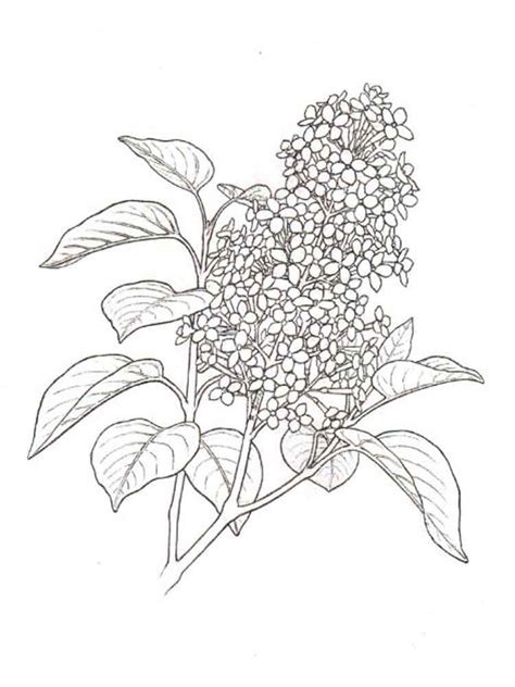 474x632 Crocus Flower Online Coloring Page Rose Bush Coloring Page