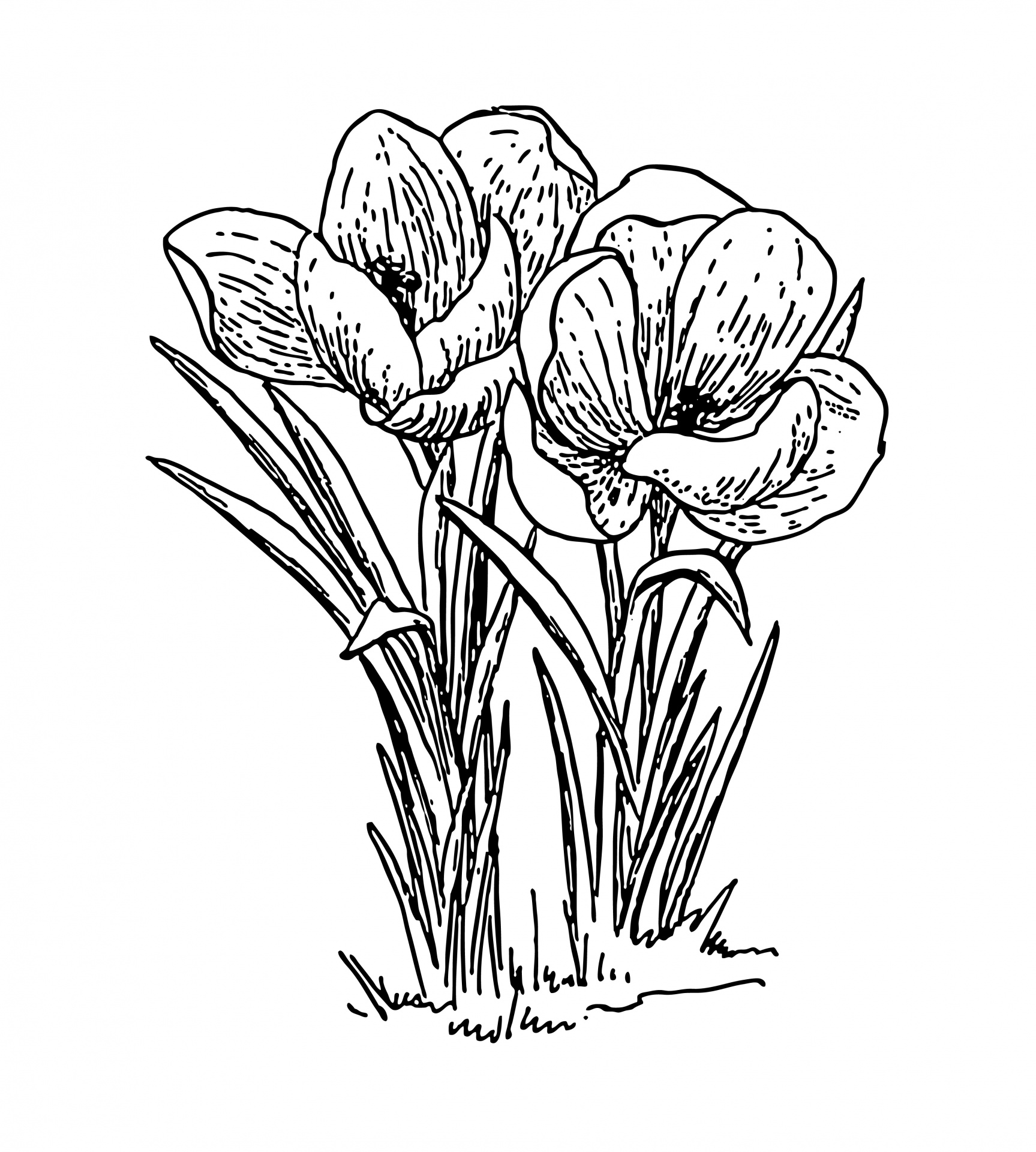 1727x1920 Crocus Flowers Illustration Free Stock Photo