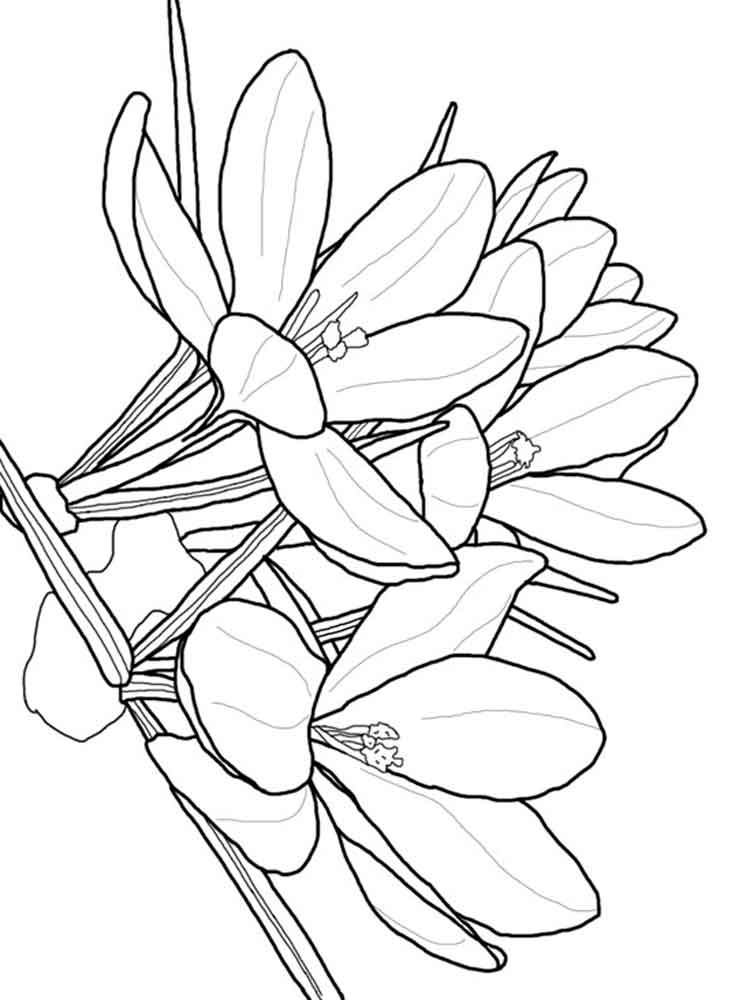 750x1000 Crocus Coloring Pages Download And Print Crocus Coloring Pages