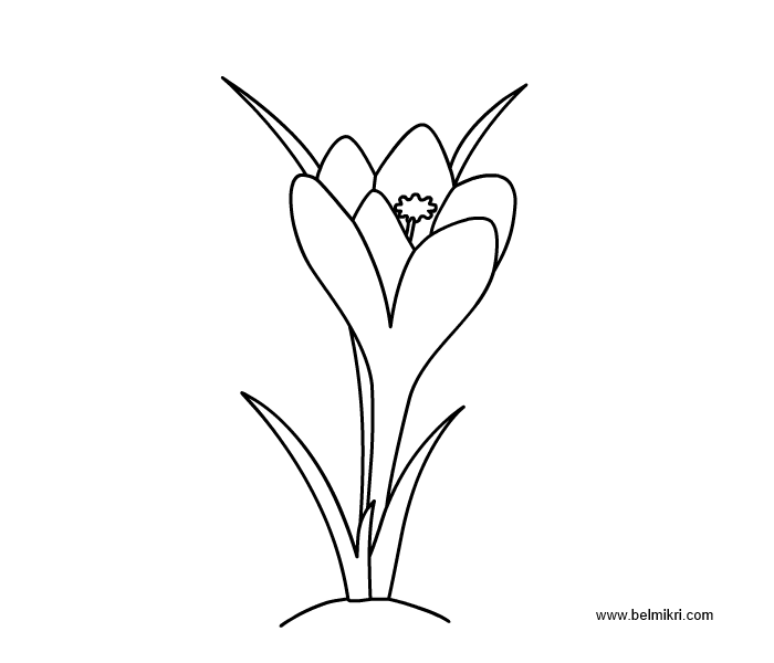 700x600 Crocus Flowers And Birds