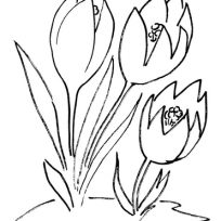 204x204 Images Of Crocus Coloring Pages