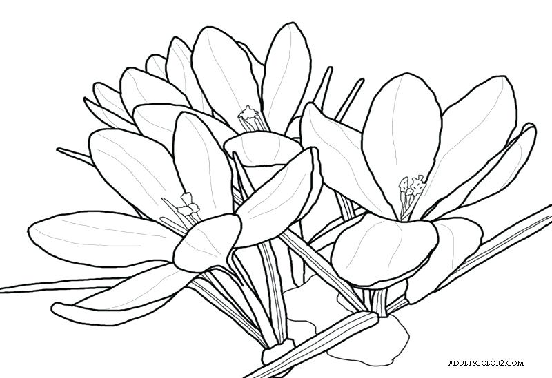 800x549 Coloring Pages For Kids Valentines Spring Flowers Page Beautiful