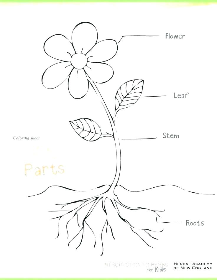 736x952 Parts Of A Plant Coloring Page Parts Of Plant Coloring Page